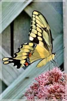 giant swallowtail vbutterfly