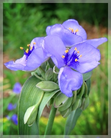 spiderwort