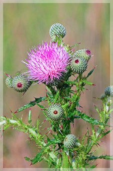 thistle