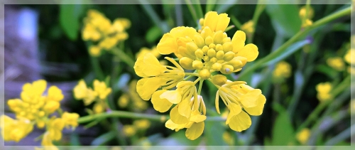 black mustard - Brassica nigra