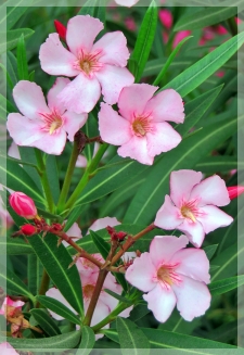 oleander