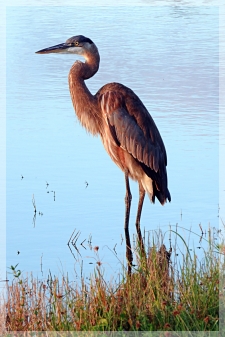 great blue heron