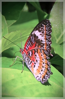 leopard lacewing butterfly