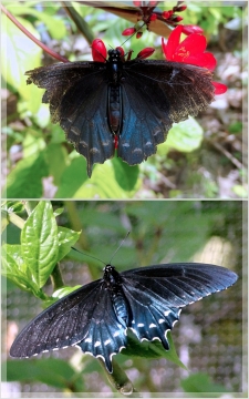 pipevine swallowtail butterfly