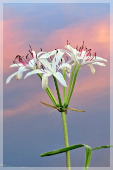 swamp lily