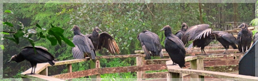 black vultures - corkscrew swamp