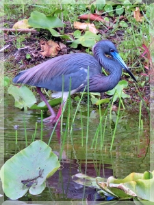 little blue heron