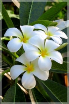 plumeria
