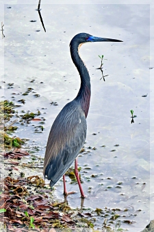 tri-colored heron - breeding
