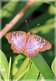 white peacock butterfly