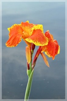 canna - bandana of the everglades