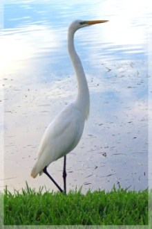 great egret