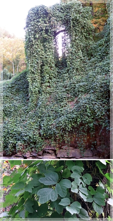 kudzu