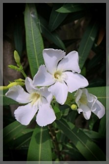 oleander