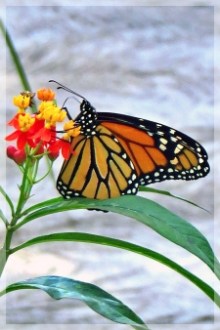 monarch butterfly