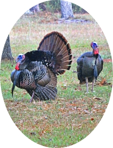 wild turkey