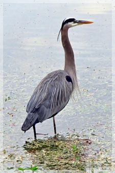great blue heron