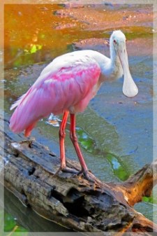 roseate spoonbill