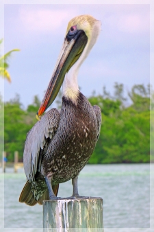Brown Pelican