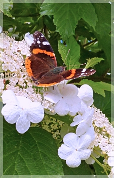 red admiral butterfly