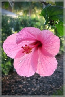 hibiscus
