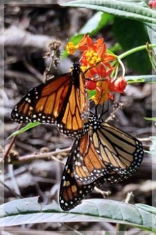 monarch butterflies