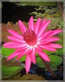 water lily