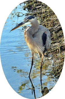 great blue heron