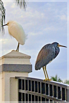 snowy egret - tri-colored heron