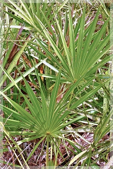 saw palmetto
