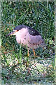 black-crowned night heron