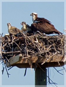 osprey nest
