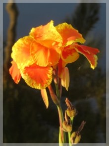 canna - bandana of the everglades
