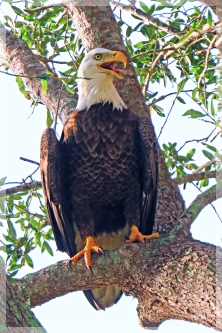 bald eagle