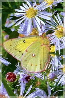 clouded sulphur butterfly - aster