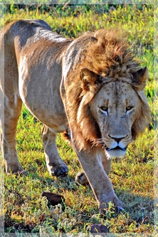 lion - ngorongoro 