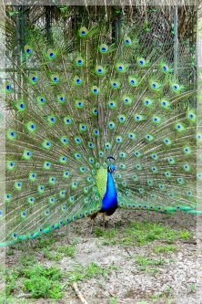 peacock