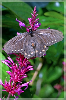 pipevine swallowtail butterfly