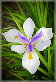 African iris
