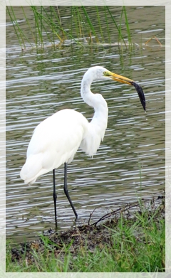 Great egret