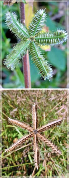 Egyptian crowfoot grass