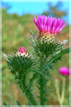 bull thistle