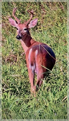 deer - young buck