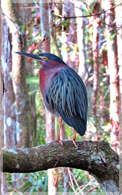 green heron - corkscrew sanctuary