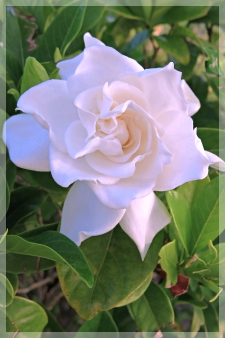 gardenia