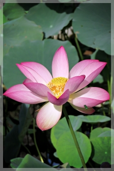 lotus flower