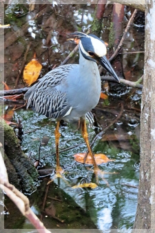 yellow crowned night heron