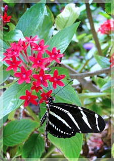 zebra longwing butterfly