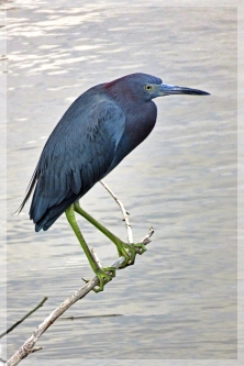 little blue heron