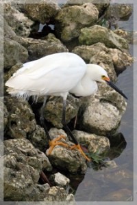 snowy egret